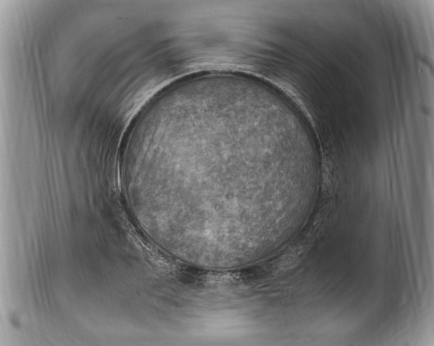 X0000100420887200806201820