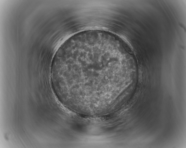 X0000100420895200806201820