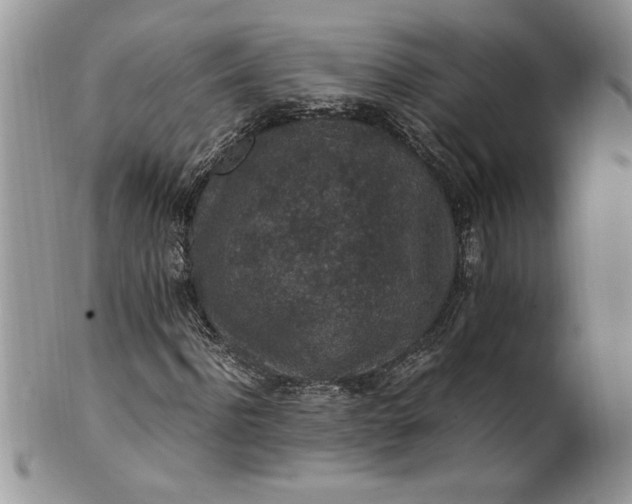 X0000100420916200806201819