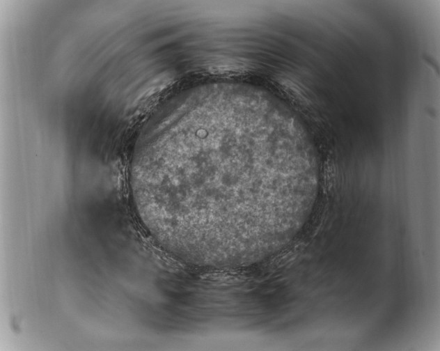 X0000100420917200806201819