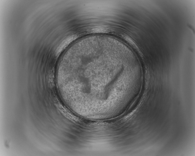 X0000100420930200806201819