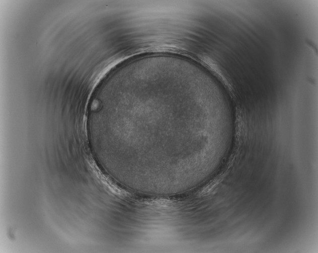 X0000100420932200806201819
