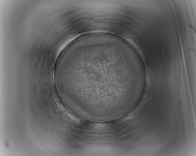 X0000100420933200806201819