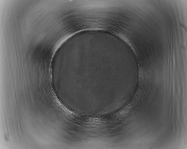X0000100420935200806201819