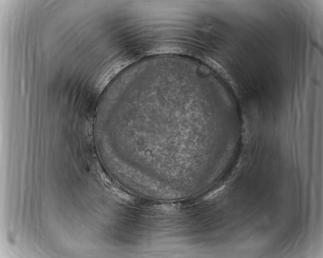 X0000100420937200806201819