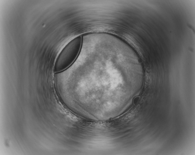 X0000100420948200806201819