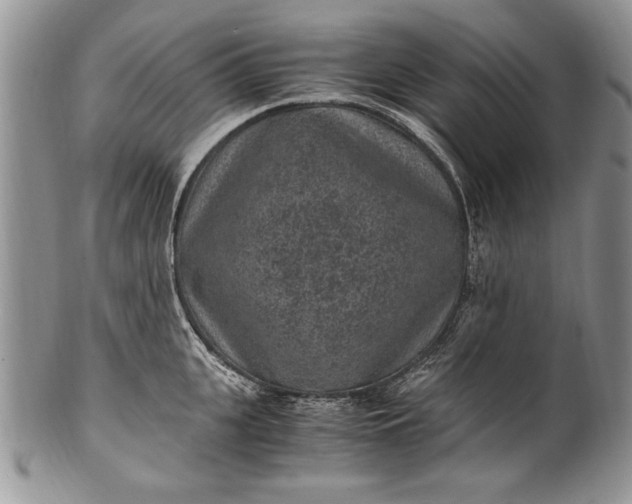 X0000100420951200806201819