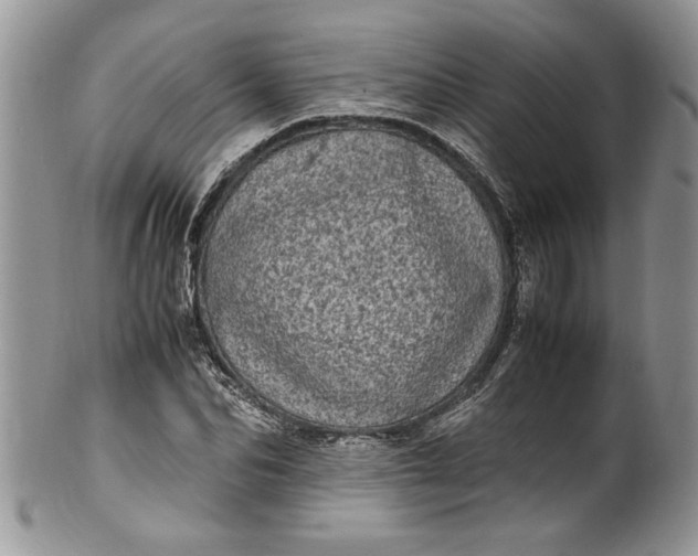 X0000100420974200806201819