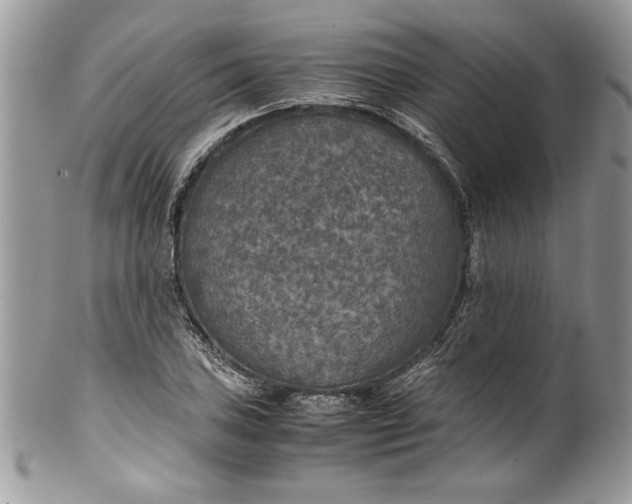 X0000100421027200806201818