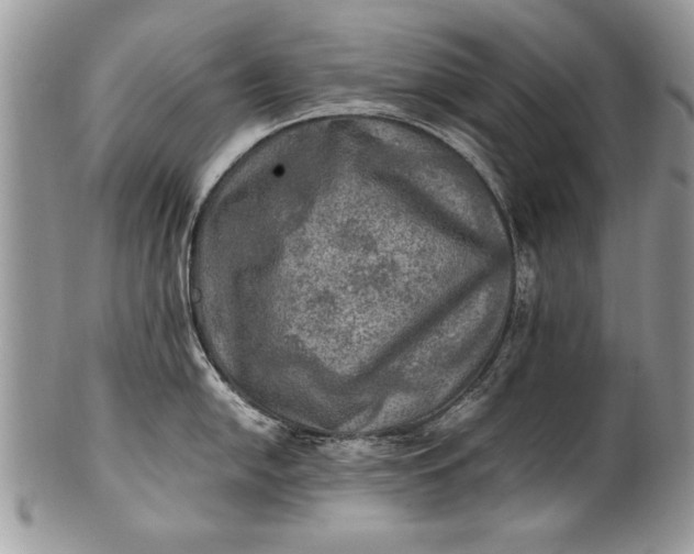 X0000100421054200806201818