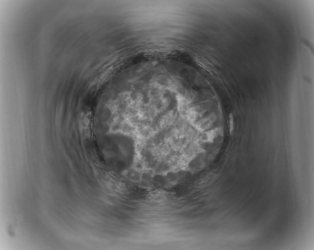 X0000100421059200806201817