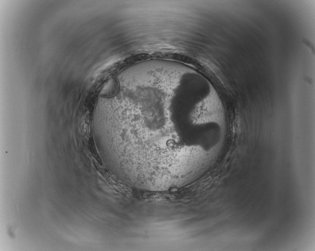 X0000100421063200806201817
