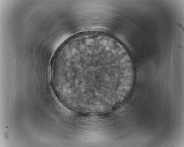 X0000100421079200806201817