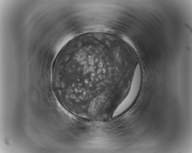 X0000100421095200806201817