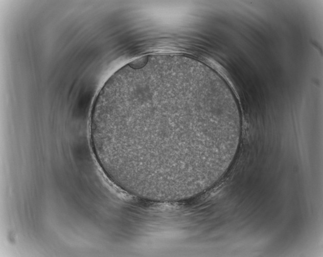 X0000100421195200806201815