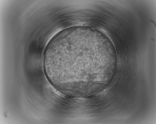 X0000100421235200806201815