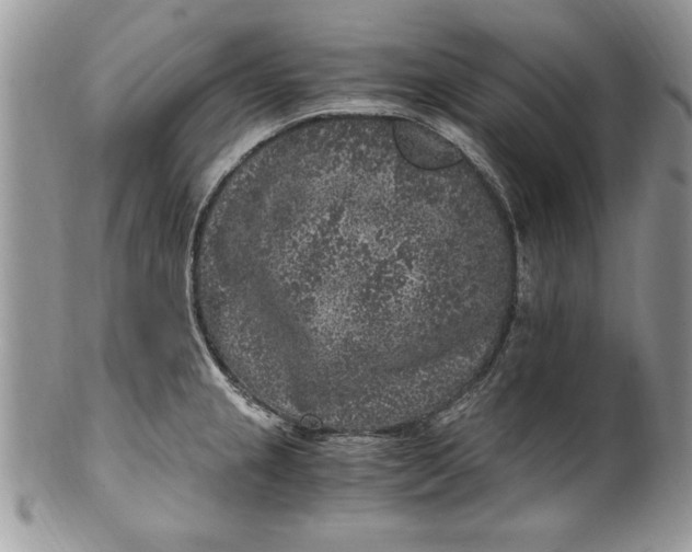 X0000100421237200806201815