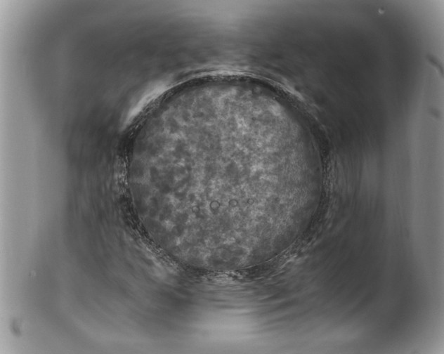 X0000100421255200806201814