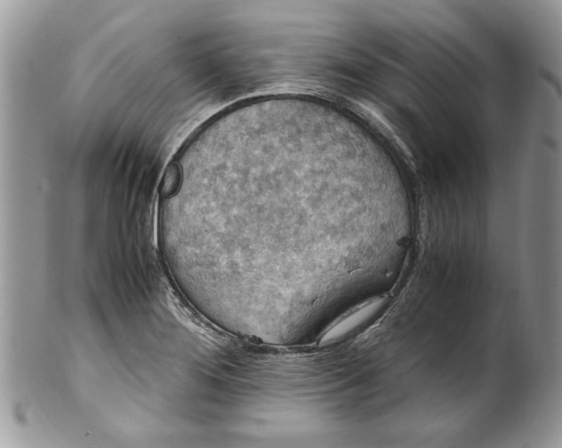 X0000100421276200806201814