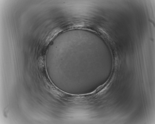 X0000100421353200806201813