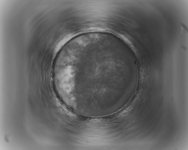 X0000100421373200806201813