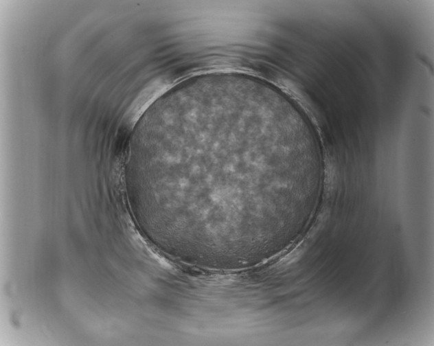 X0000100421385200806201813