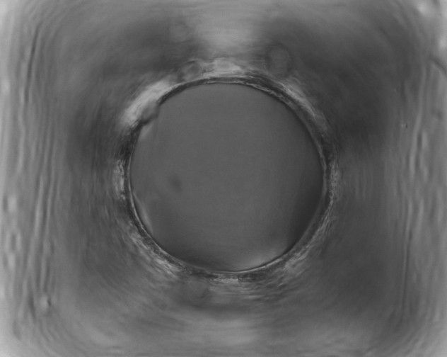 X0000100421455200806201811