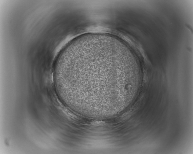 X0000100421462200806201811