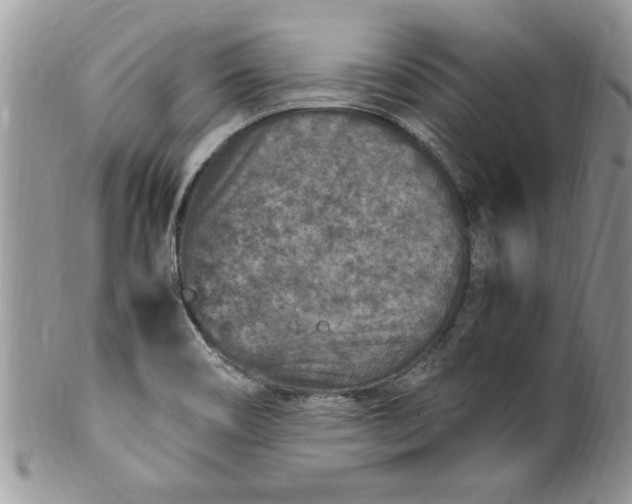 X0000100421466200806201811