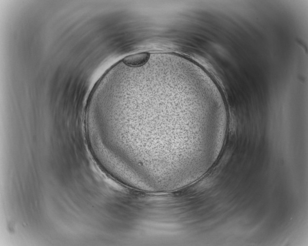 X0000100421486200806201811