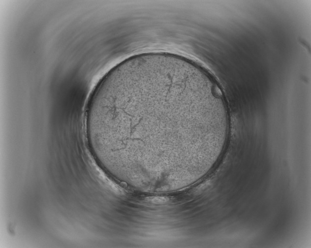 X0000100421517200806201811