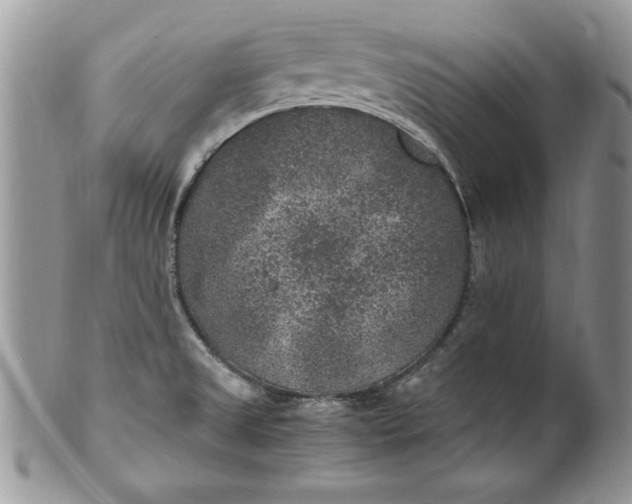 X0000100421525200806201811