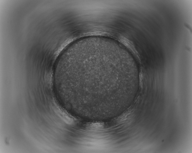 X0000100420156200806271515