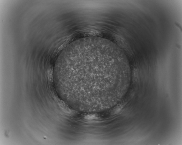 X0000100420177200806271515