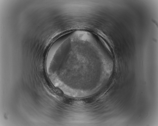 X0000100420203200806271515