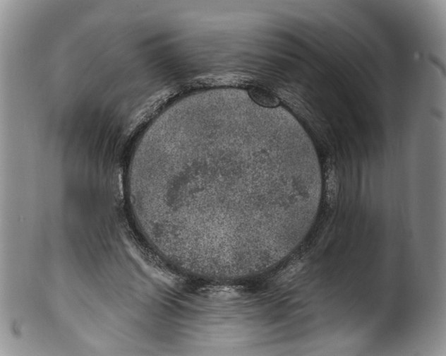 X0000100420254200806271514