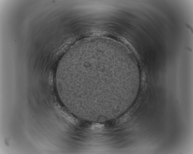 X0000100420257200806271514