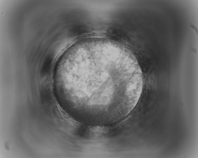 X0000100420293200806271514