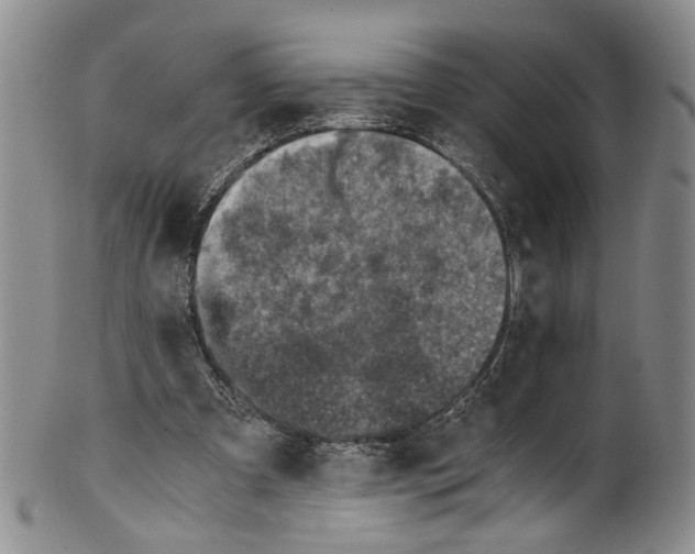 X0000100420297200806271513