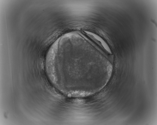 X0000100420313200806271513