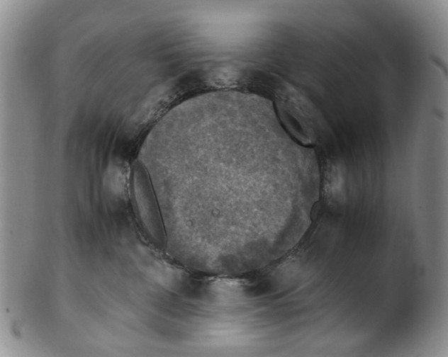 X0000100420332200806271513