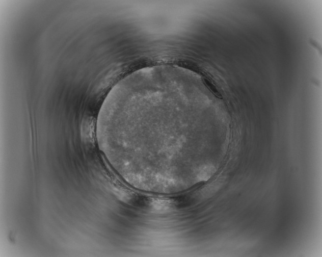 X0000100420336200806271513