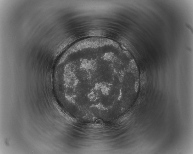 X0000100420349200806271512