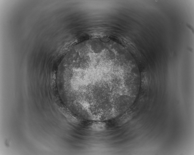 X0000100420369200806271513