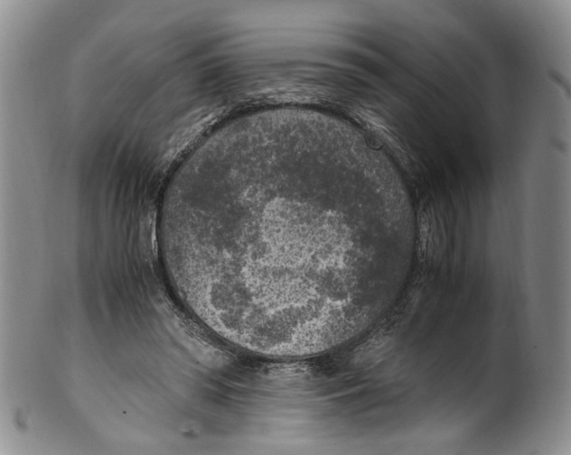 X0000100420398200806271512