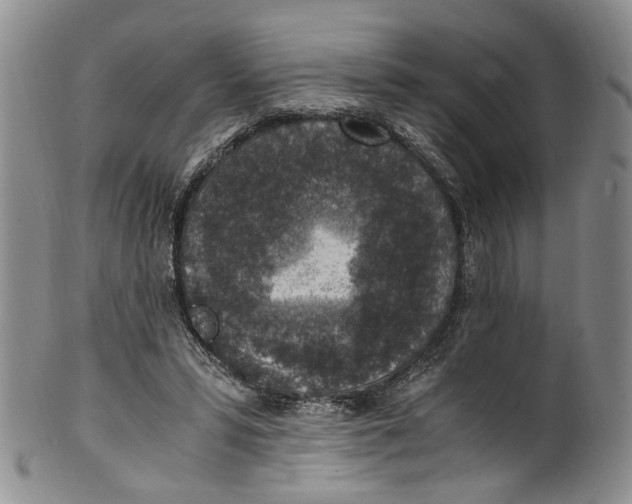 X0000100420399200806271512