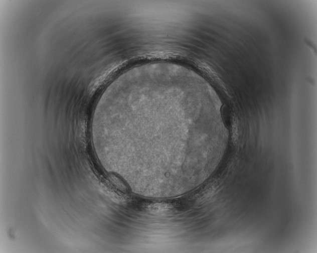 X0000100420444200806271511