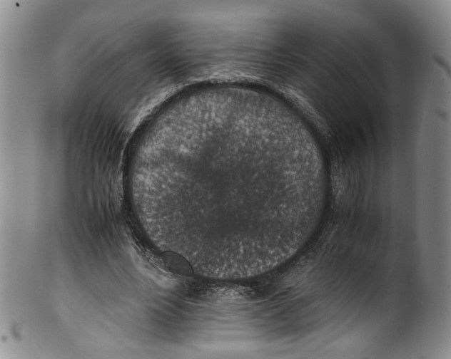 X0000100420488200806271510