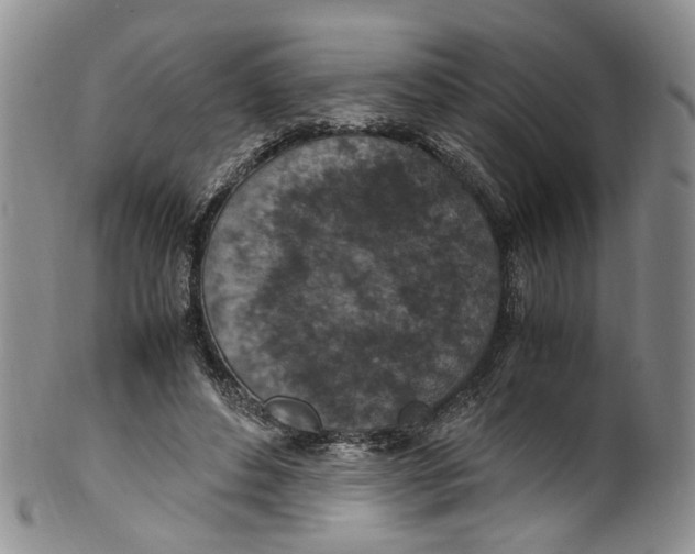 X0000100420496200806271510