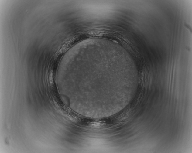 X0000100420504200806271510